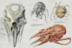 do medical and scientific illustrations