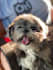 create authentic pet ugc videos with my dogs