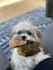 create authentic pet ugc video content for your brand