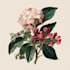 create a beautiful vintage botanical illustration poster