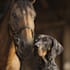 draw realistic digital pet portrait dog, cat, horse