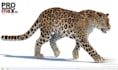 cgi animal animation, 3d creatures, 3d animal compositing, grooming fur, vfx