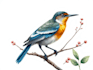 draw birds or animals in scientific illustration digitally