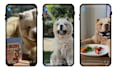 create ugc for pet products with my big dog
