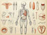 create medical and anatomical illustrations
