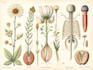 draw a scientific illustration