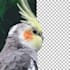 precise background removal, photo editing, and image cutout