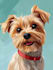 draw a disney pets portrait illustration