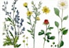 do botanical illustration for you
