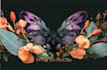 draw animal and botanical illustrations