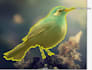 annotate images with bounding box, segmentation  and polygon