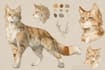 create a furry reference sheet of your character