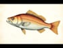 make custom watercolor fish illustration for you