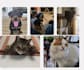 film authentic pet ugc videos for your brand