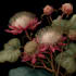 draw custom hand drawn botanical illustration for you