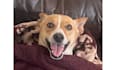 create dog ugc videos for pet brands toys treats and more