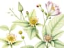 botanical illustration with scientific focus