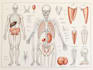 create medical illustrations and diagrams