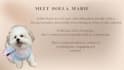 create ugc small dog content video ads pet product services