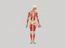 draw exercise, medical and anatomy illustrations