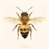 draw a scientific illustration