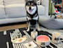 create custom pet portrait ceramics, mug, bowl, figurine