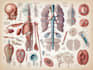 draw detailed medical illustrations