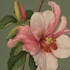 illustrate best botanical illustration