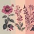 illustrate best botanical illustration