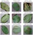 do image classification,machine learning,deep learning