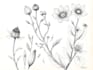 draw botanical and anatomical scientific illustrations