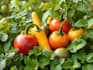 draw realistic plants, vegetables, fruits