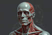draw anatomy and medical vector illustration
