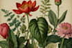 paint botanical and scientific illustrations