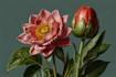 do botanical and anatomical scientific illustrations