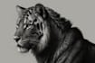 draw simple black and white illustration