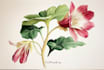 illustrate best botanical illustration