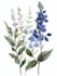 make a botanical illustration