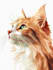 draw disney pet portrait illustration