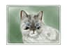 draw your cat digitally