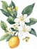 create watercolour botanical illustration