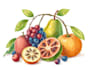 draw realistic plants, vegetables, fruits illustrator