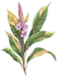 draw botanical and nature illustrations
