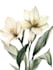design unique botanical plant illustration