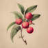 draw botanical illustration, flowers, fruits