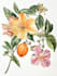 do botanical and anatomical scientific illustrations