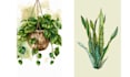 illustrate best botanical illustration