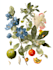 illustrate best botanical illustration, botanical