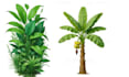 illustrate best botanical illustration