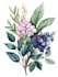 paint water colour botanical illustrations